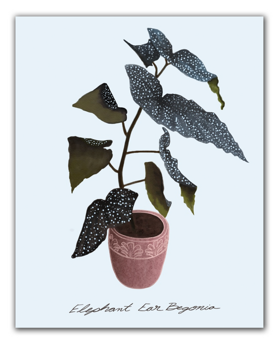 Elephant Ear Begonia Print